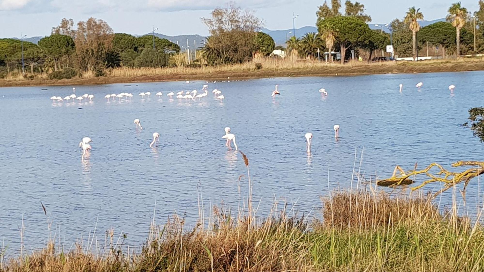 Apartmán Rez De Jardin T3 Recent Et Calme Au Nouvelles Terres A La Londe Les Maures Exteriér fotografie